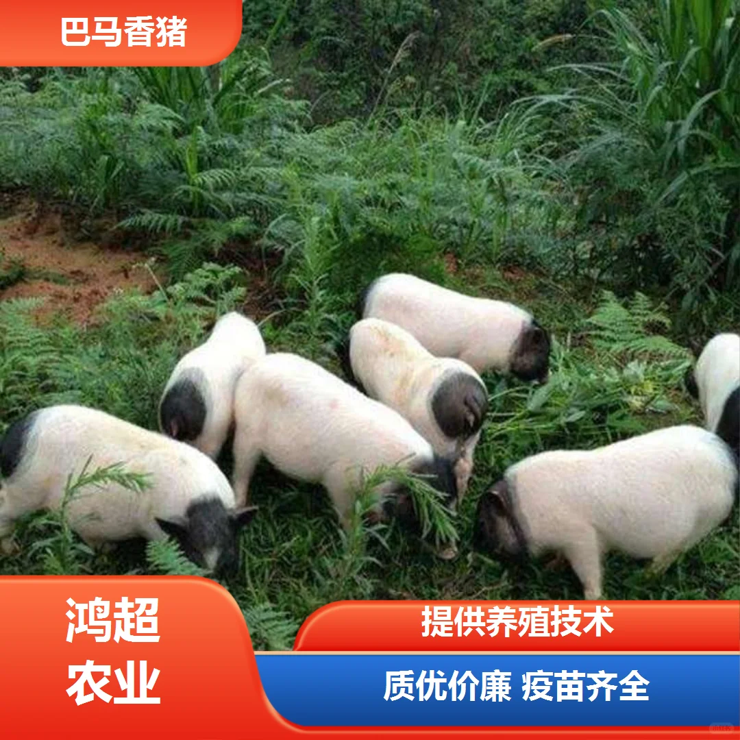 �����а���������ֳ��