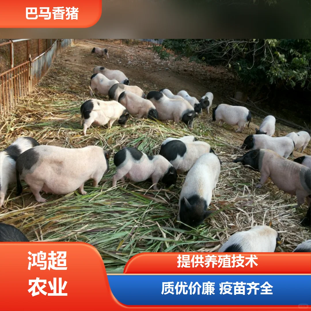 �ֶ��ع����ذ�img.bim99.cn/p><p style=