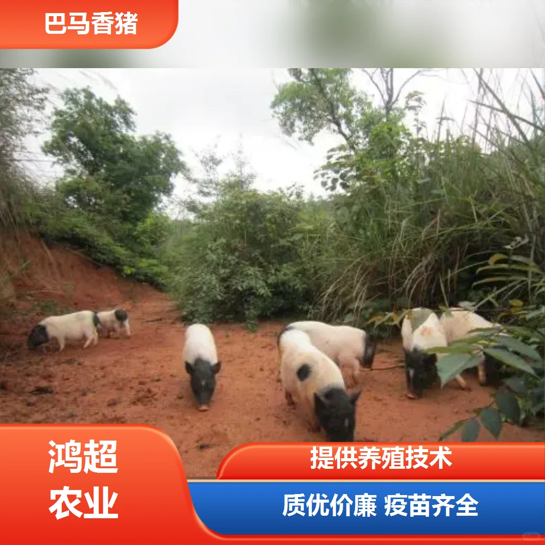 �Ͼimg.bim99.cn����Ǯ