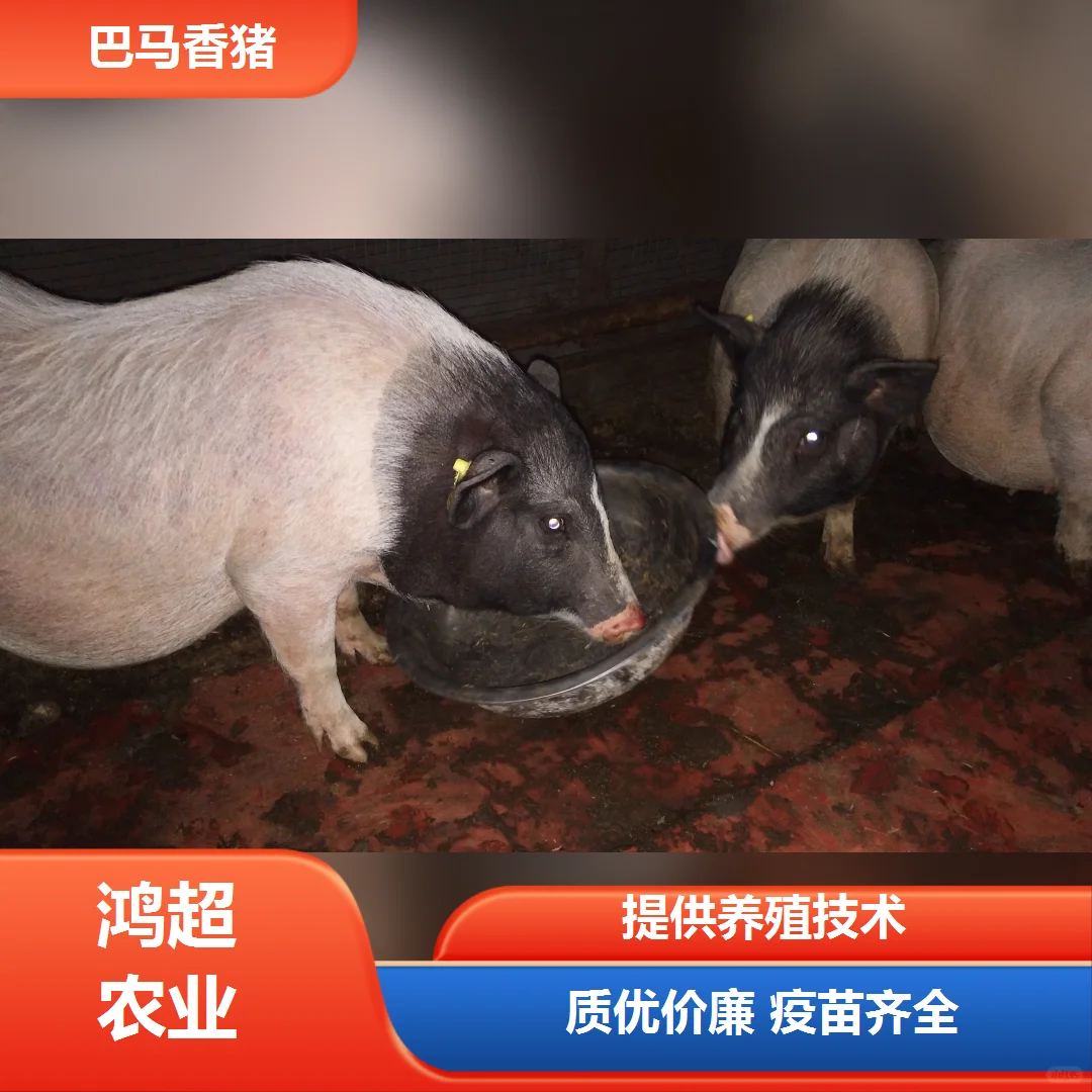Ǹаּ۸