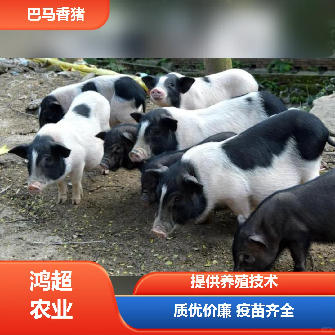 �Ͼ��а����img.bim99.cn</p><p style=