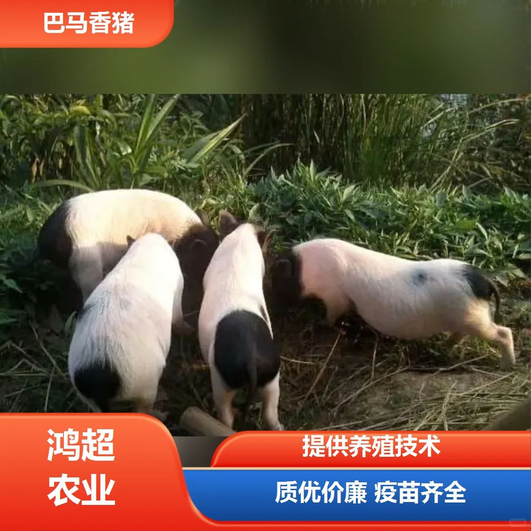 �����а������img.bim99.cn