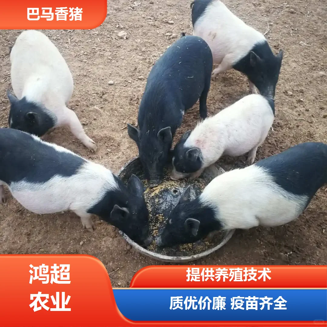 ¤����������img.bim99.cntyle=