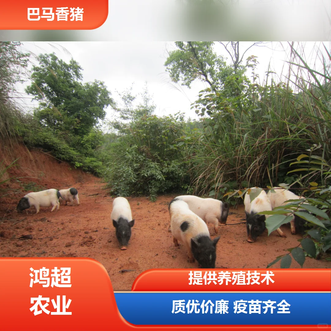 ¤������img.bim99.cn<p style=