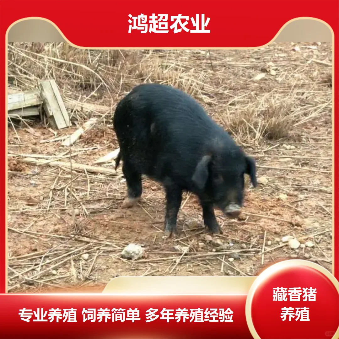 藏香猪产品价格