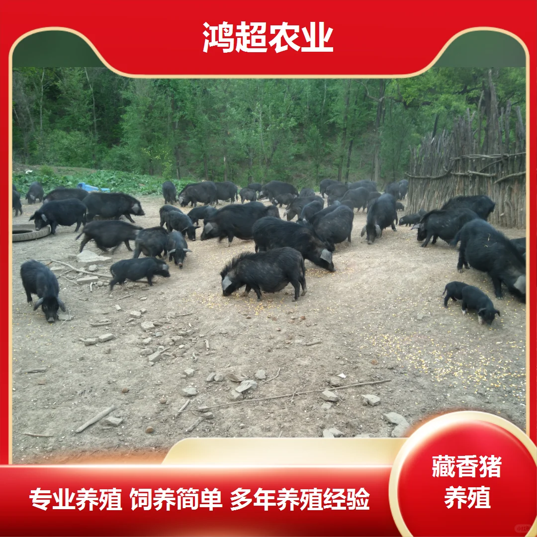 藏香猪产品价格