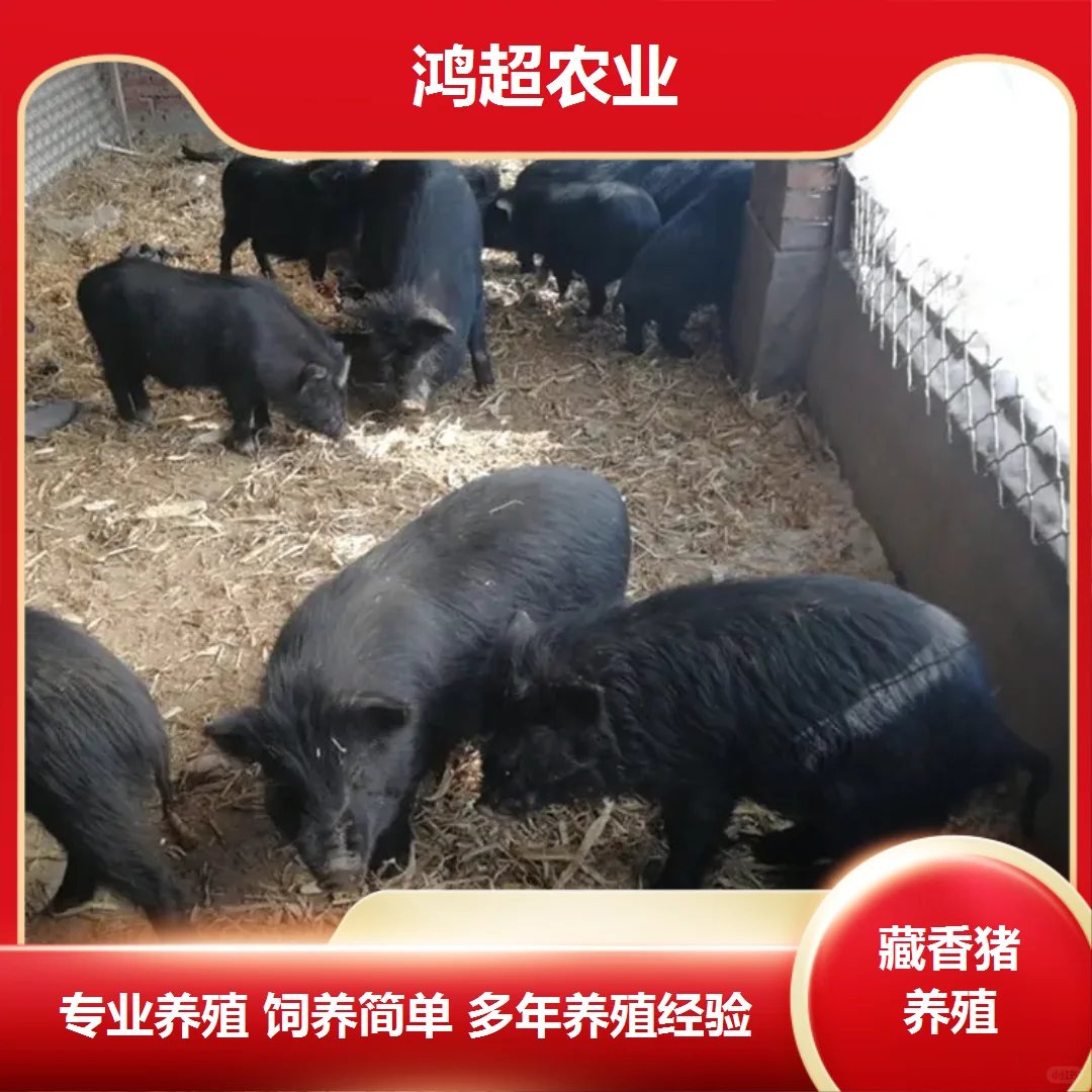 藏香猪产品价格
