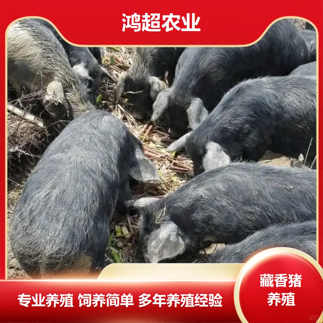 藏香猪产品价格