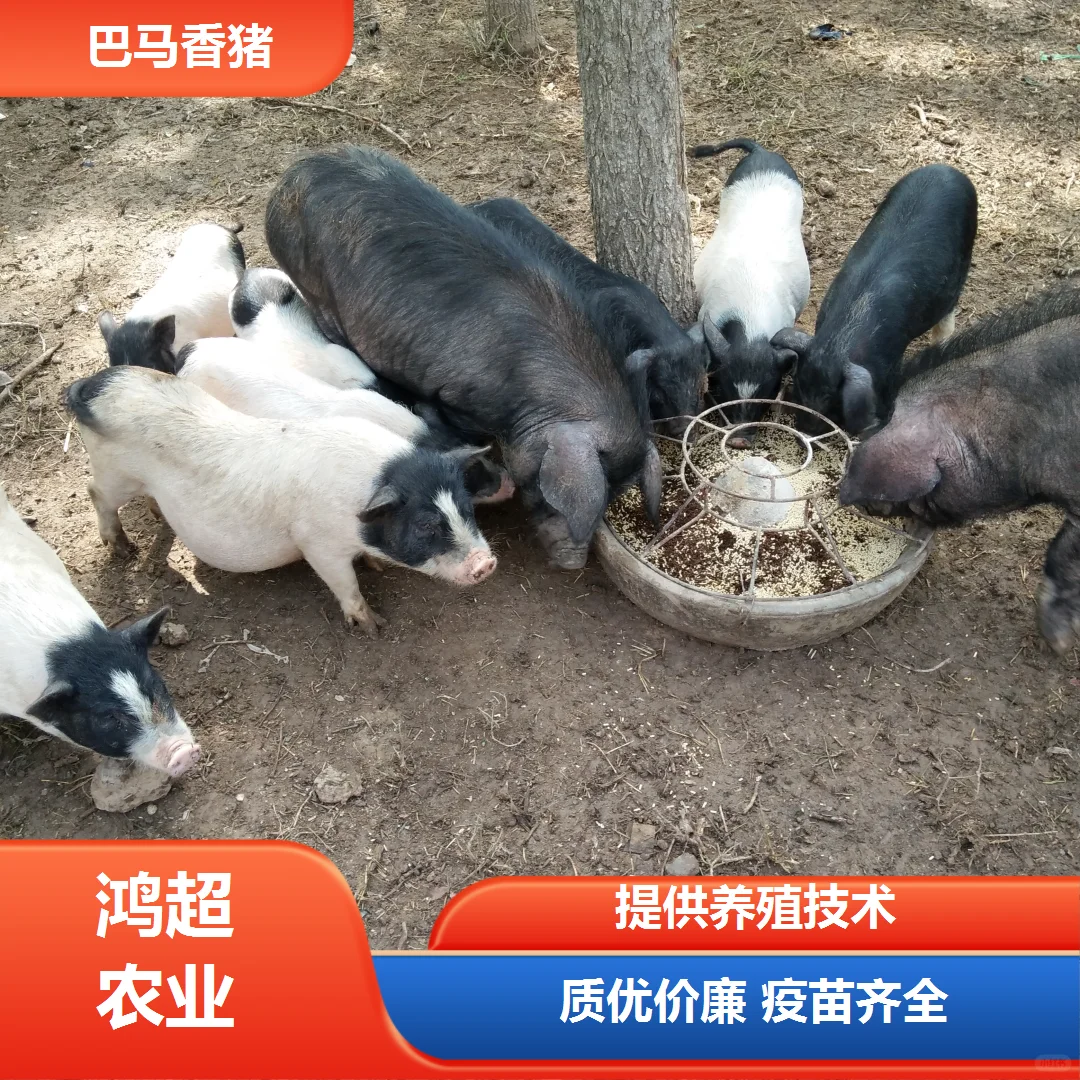 淄博市巴马香猪苗价格一览表