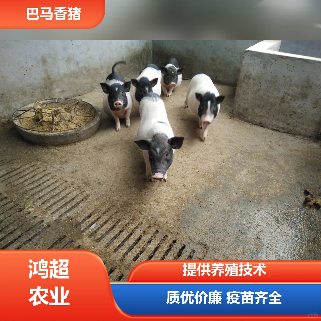 淄博市巴马香猪苗价格一览表