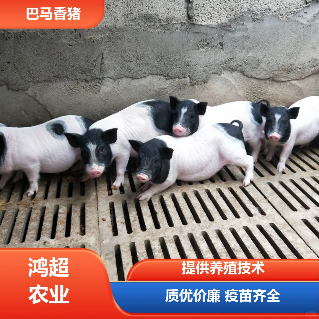 淄博市巴马香猪苗价格一览表