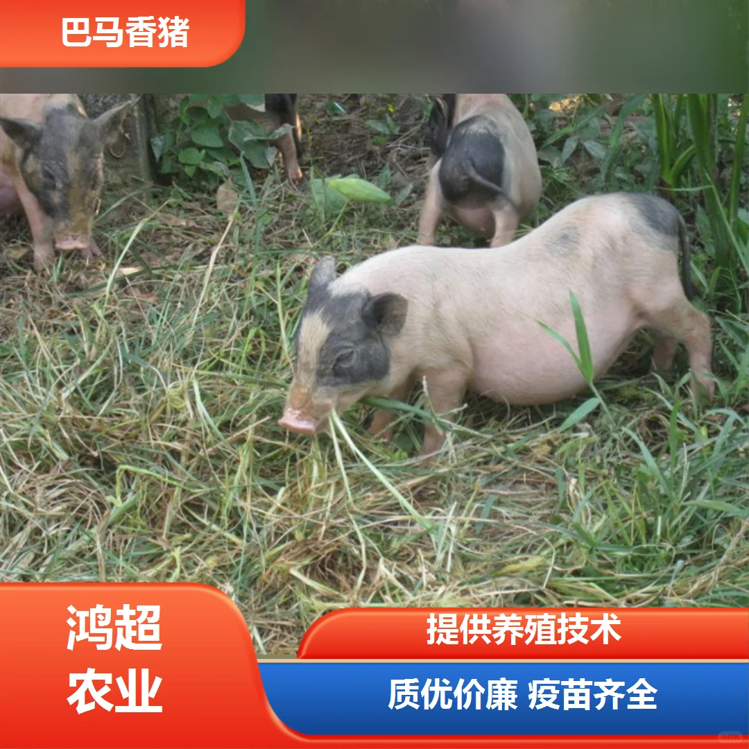 淄博市巴马香猪苗价格一览表