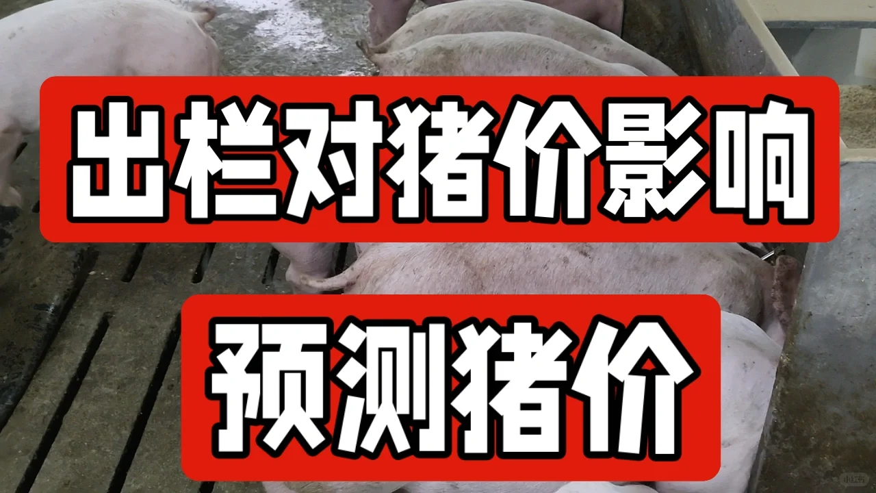 春节猪肉价格 生猪价格波动分析 预测猪价 今