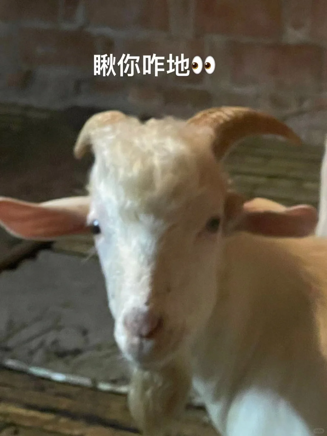 义乌羊肉?