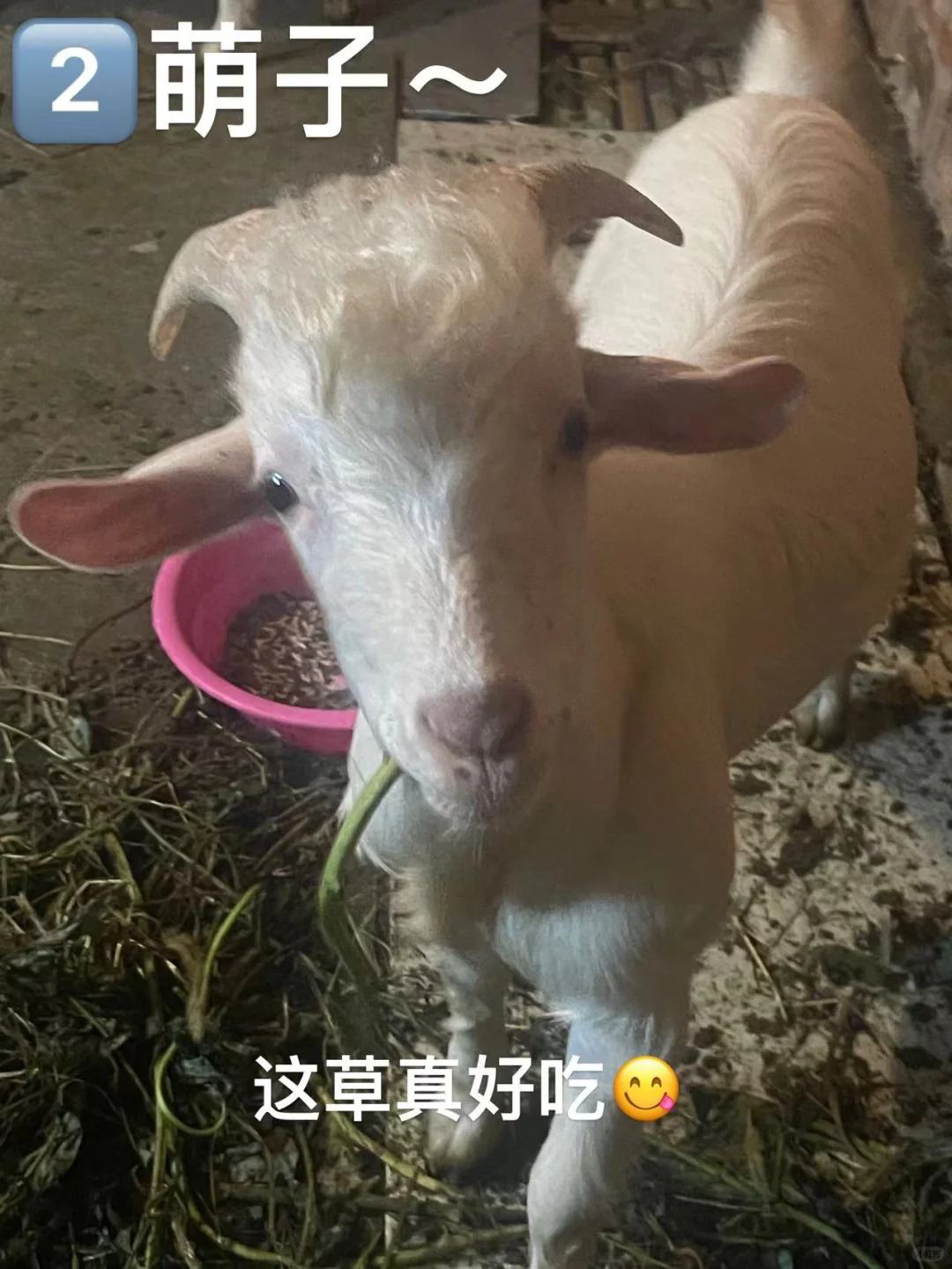 义乌羊肉?