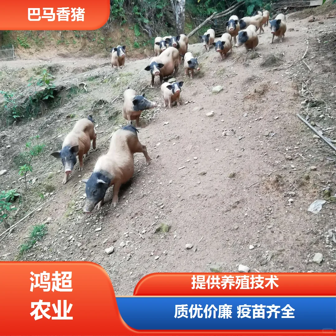 㶫ʡ