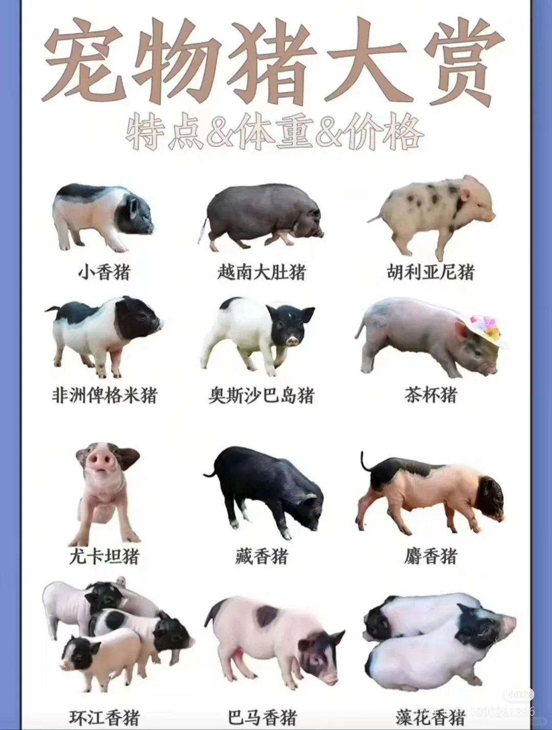 Ʒ