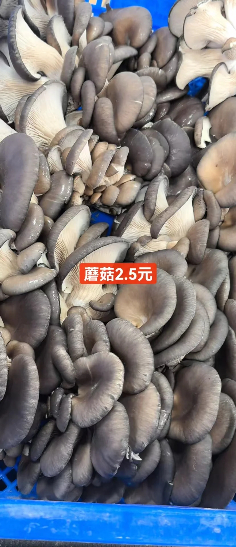 ճв˼