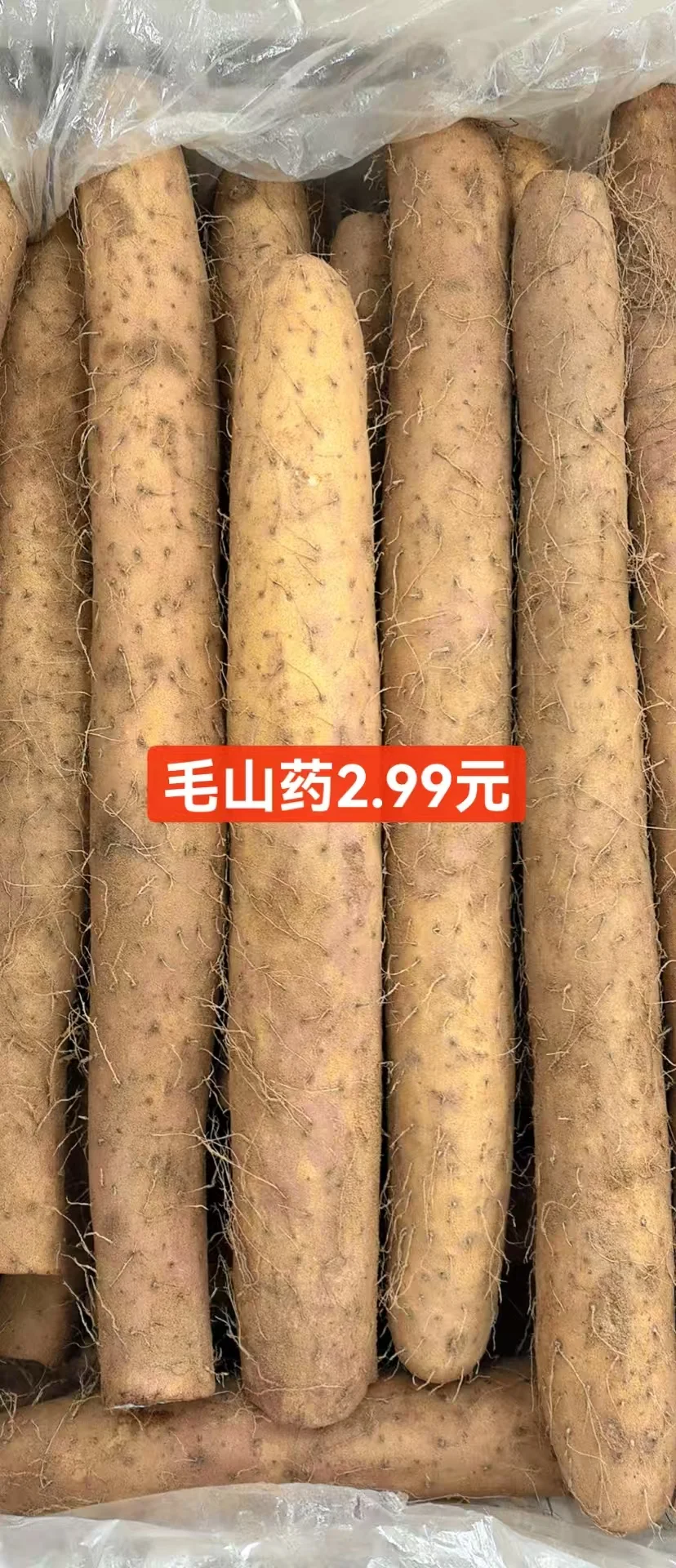 ճв˼