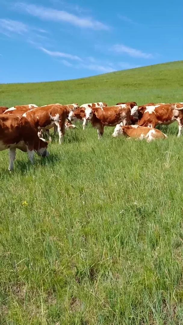 ɹųţ