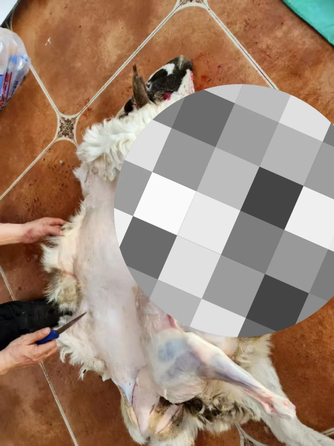 һӵ