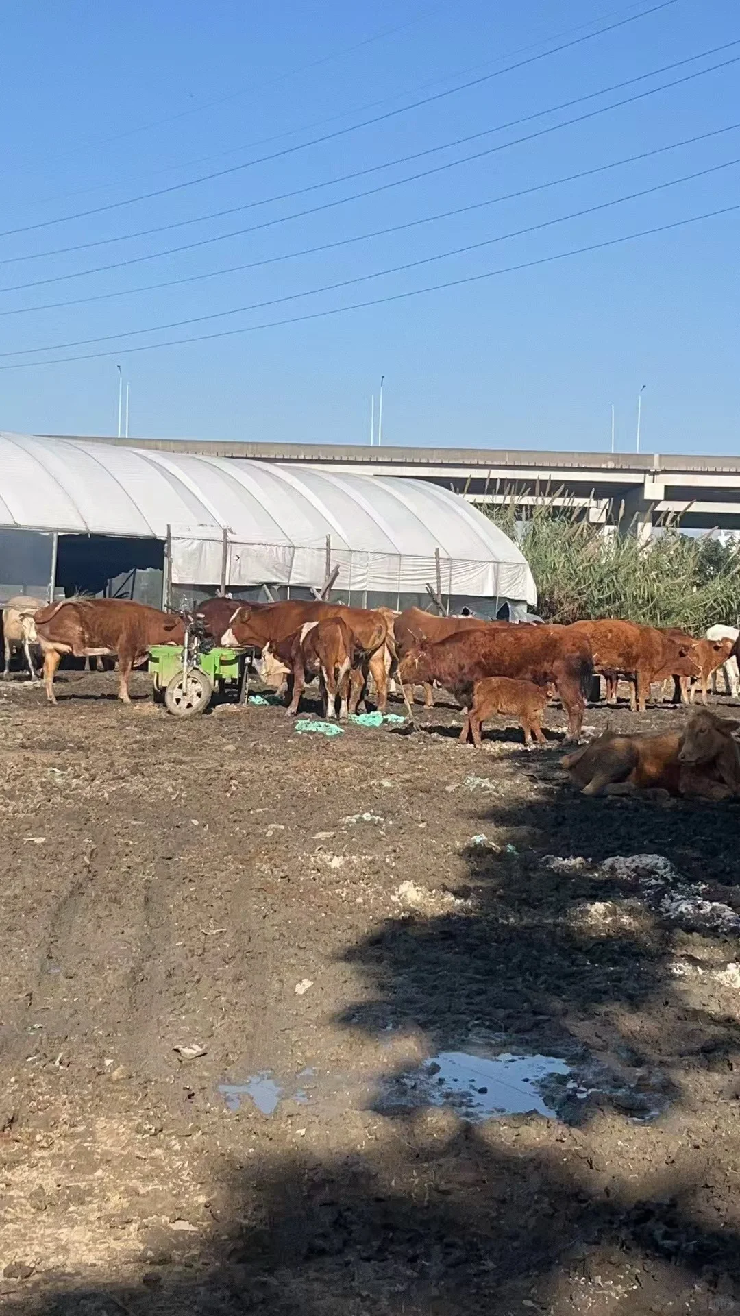 正宗黄牛肉!价格表在第二页哦