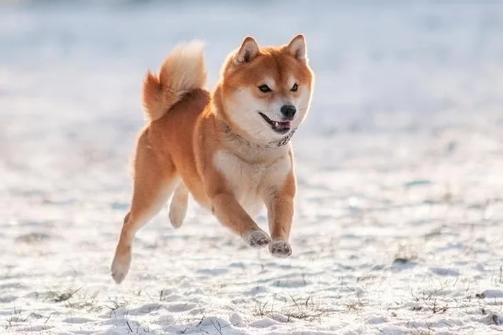 ﹷļ۸ȶ