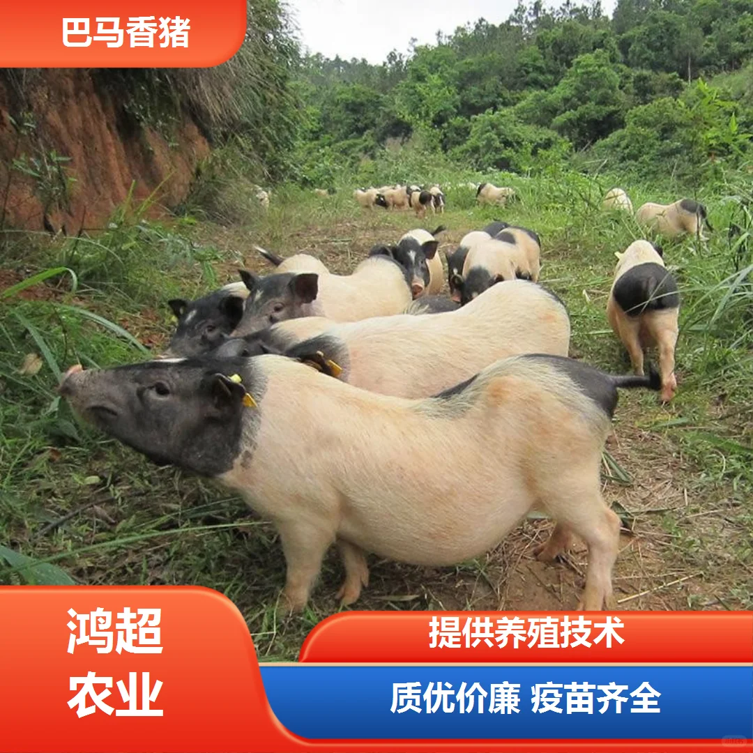 �img.bim99.cn���ռ�