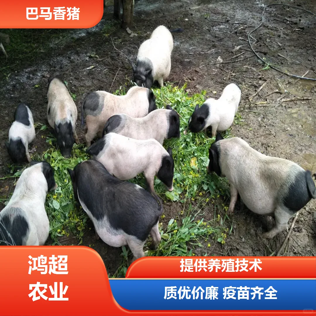������С��img.bim99.cn/p><p style=