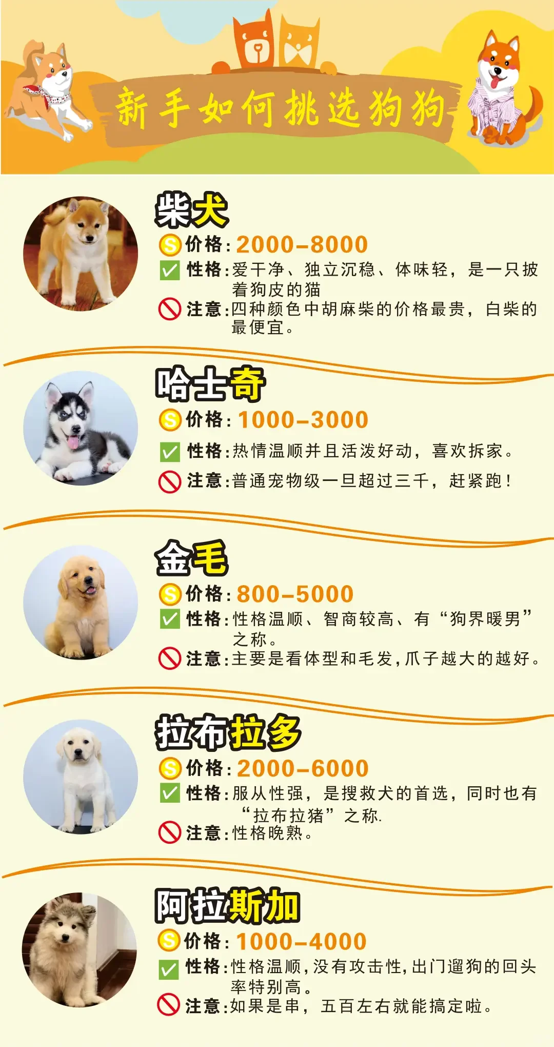 盘点网络热门犬种的价格，看看你有没有买贵