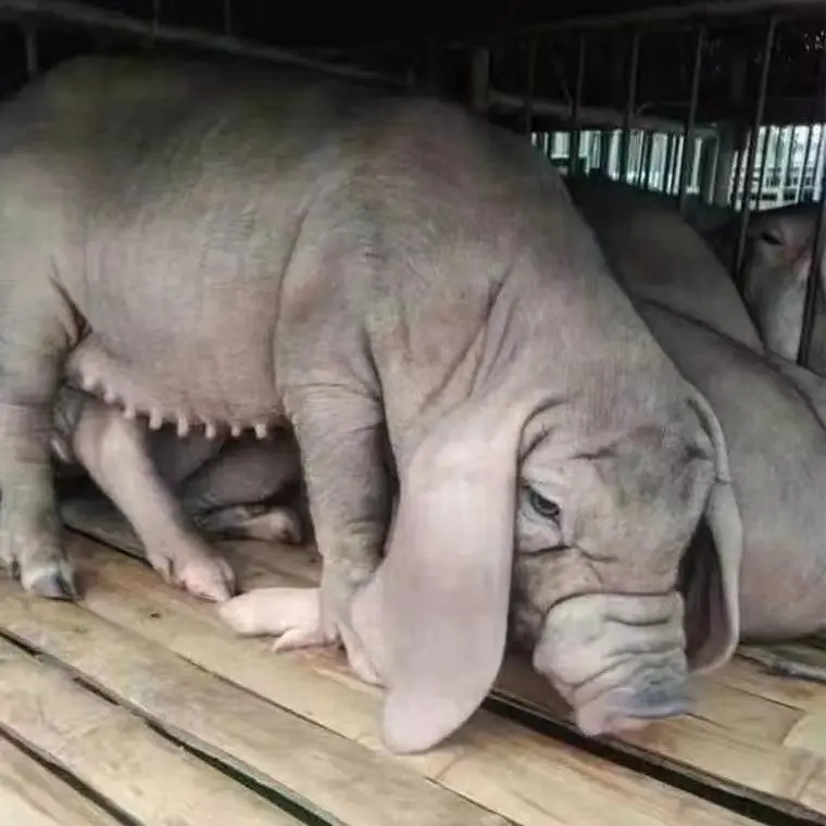 ��ʩ�����۸�