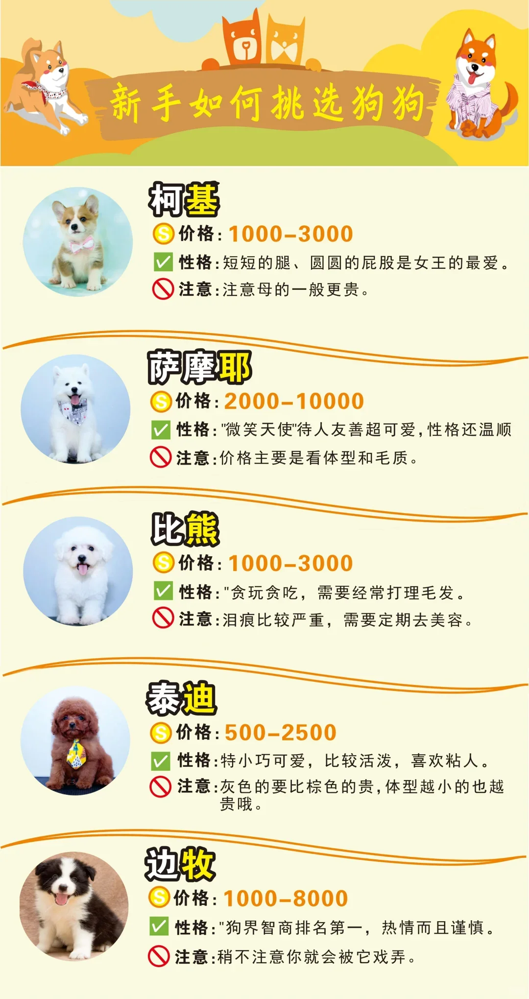 盘点网络热门犬种的价格，看看你有没有买贵