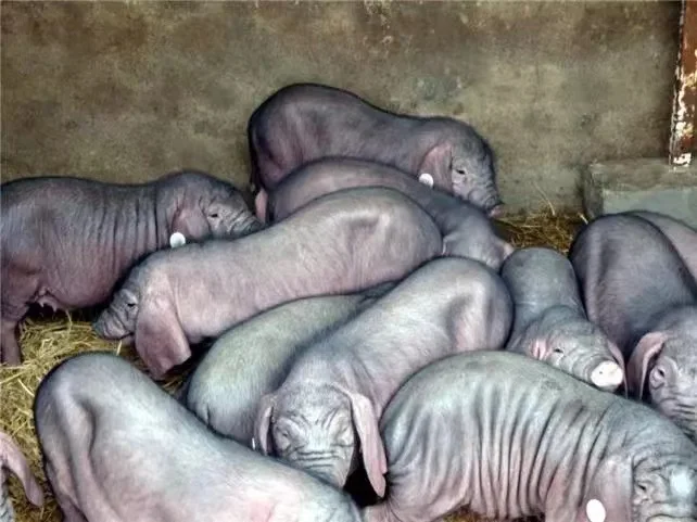 ֹ۸