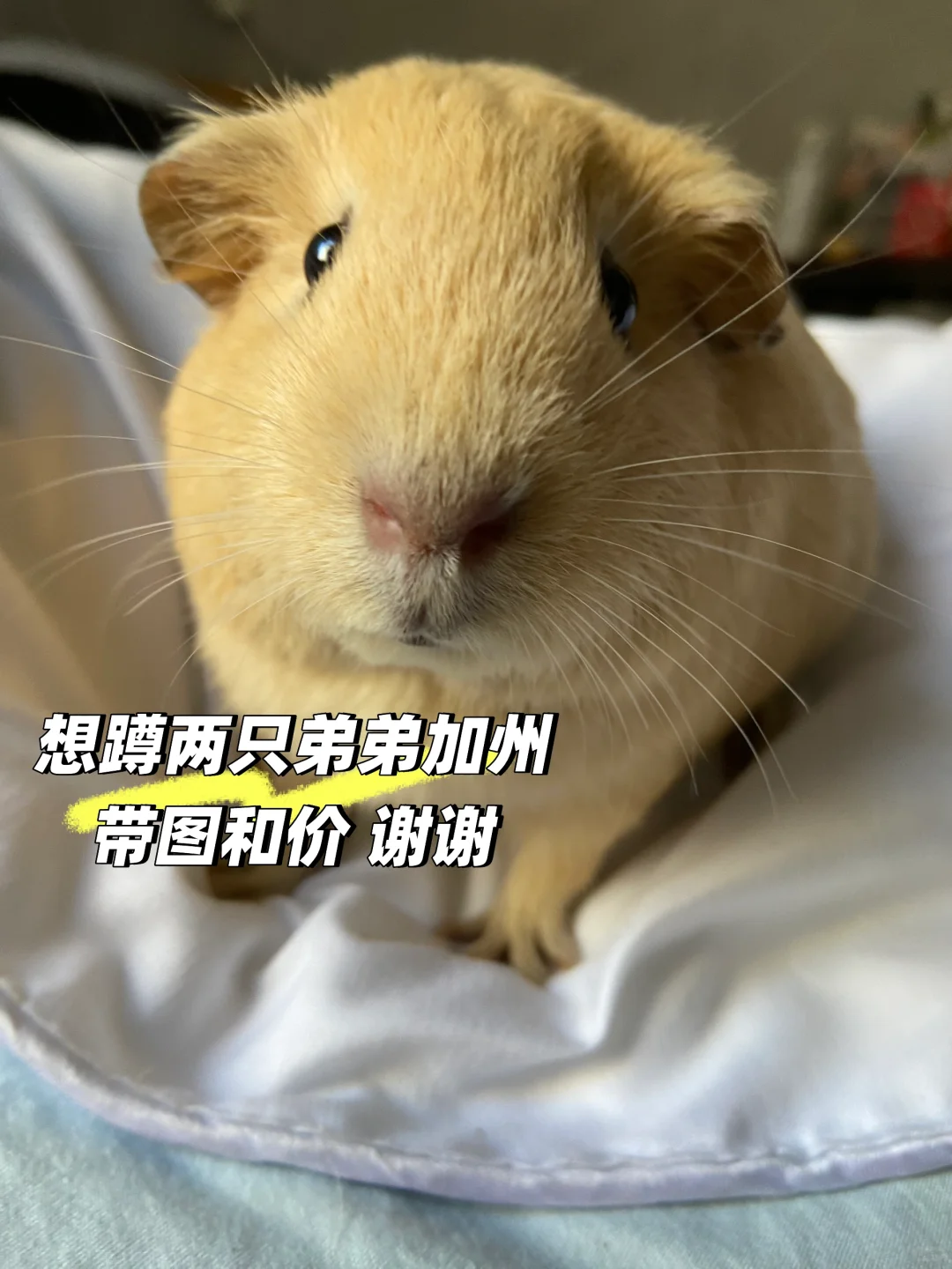 ֻ