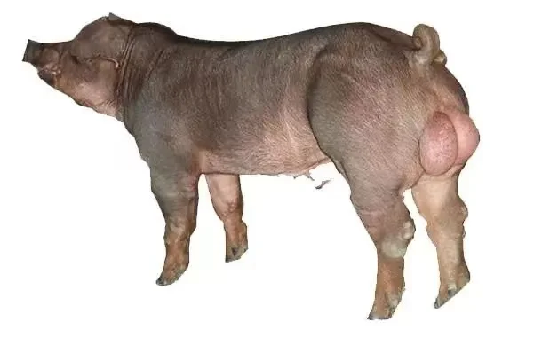 Ͽֹ۸