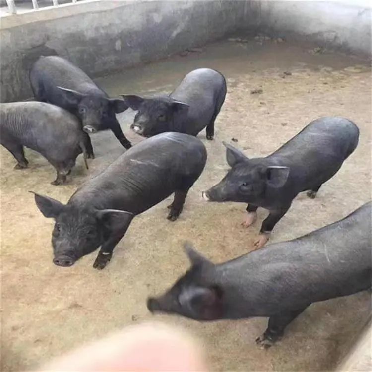 ����̫��ĸ���۸�