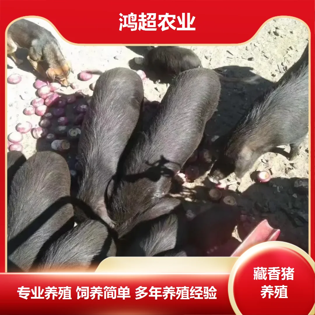 �������гimg.bim99.cn</p><p style=