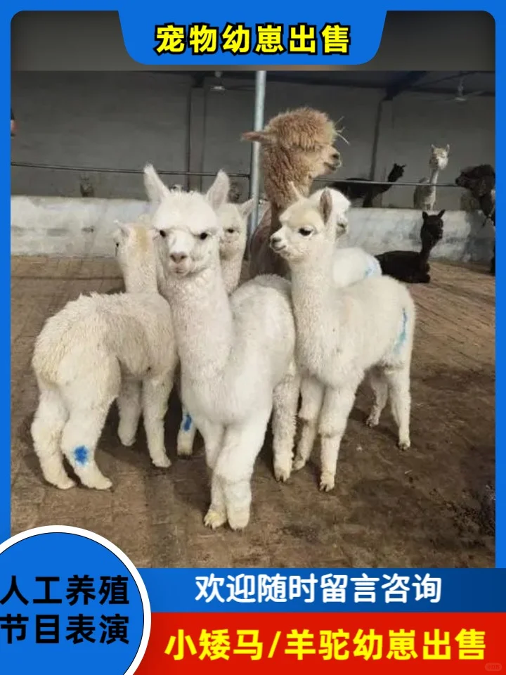 С۱