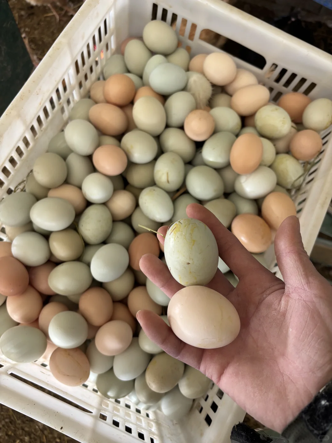 捡到宝了！1元1个土鸡蛋