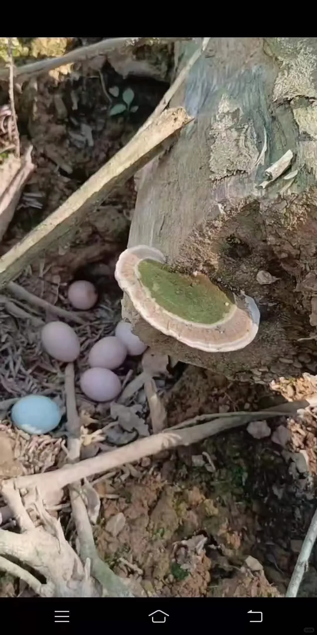 ũɢ