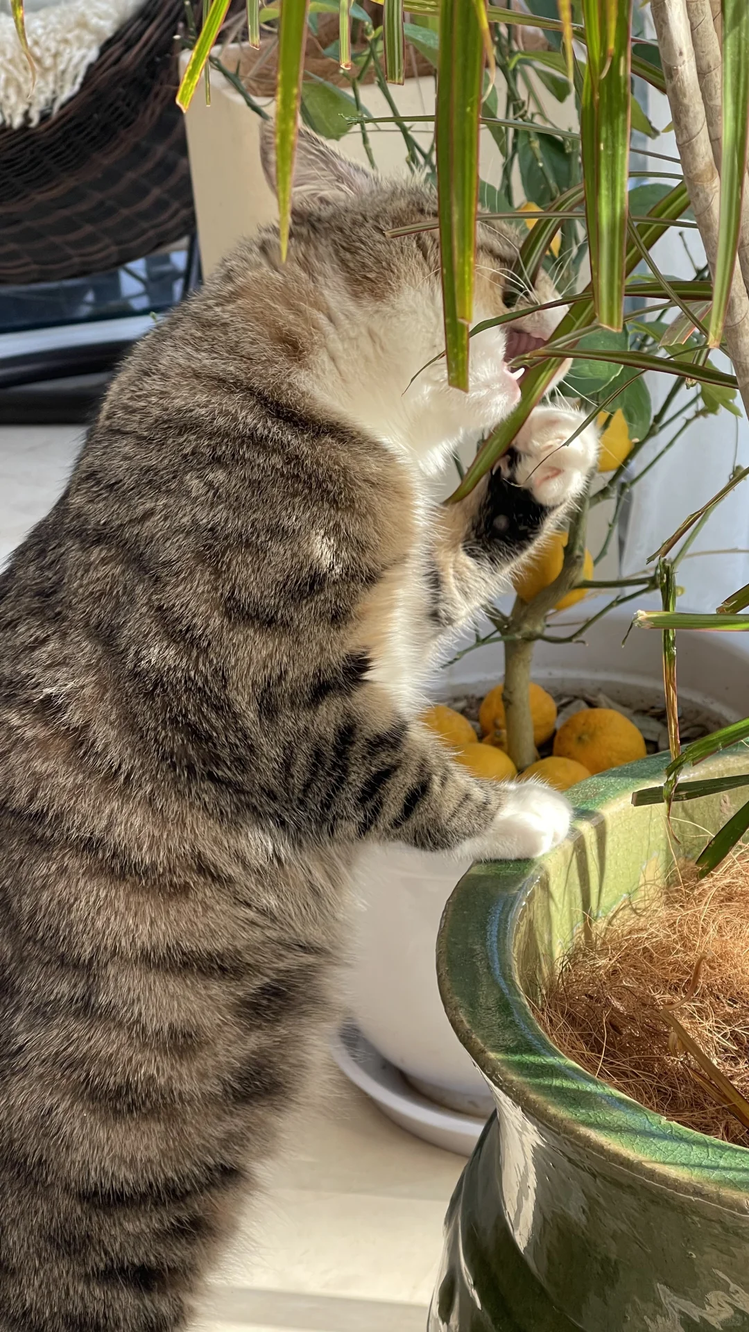 �������ǣ����ֽ�ס���Ⲩ����