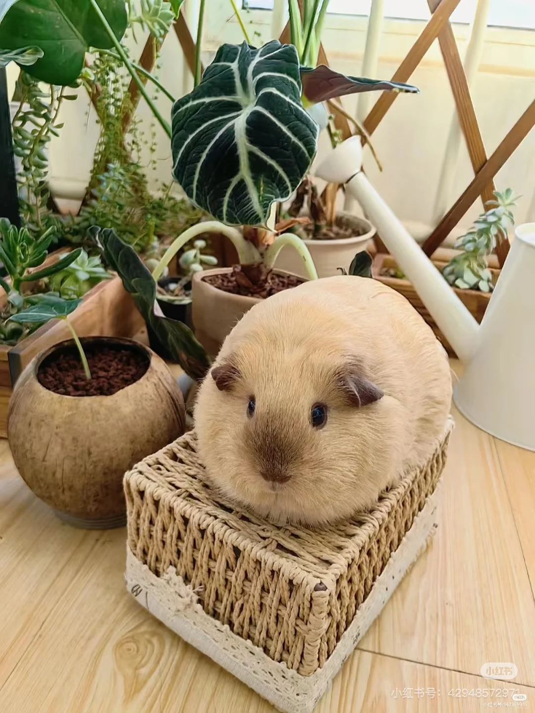 mmɿɰ̻