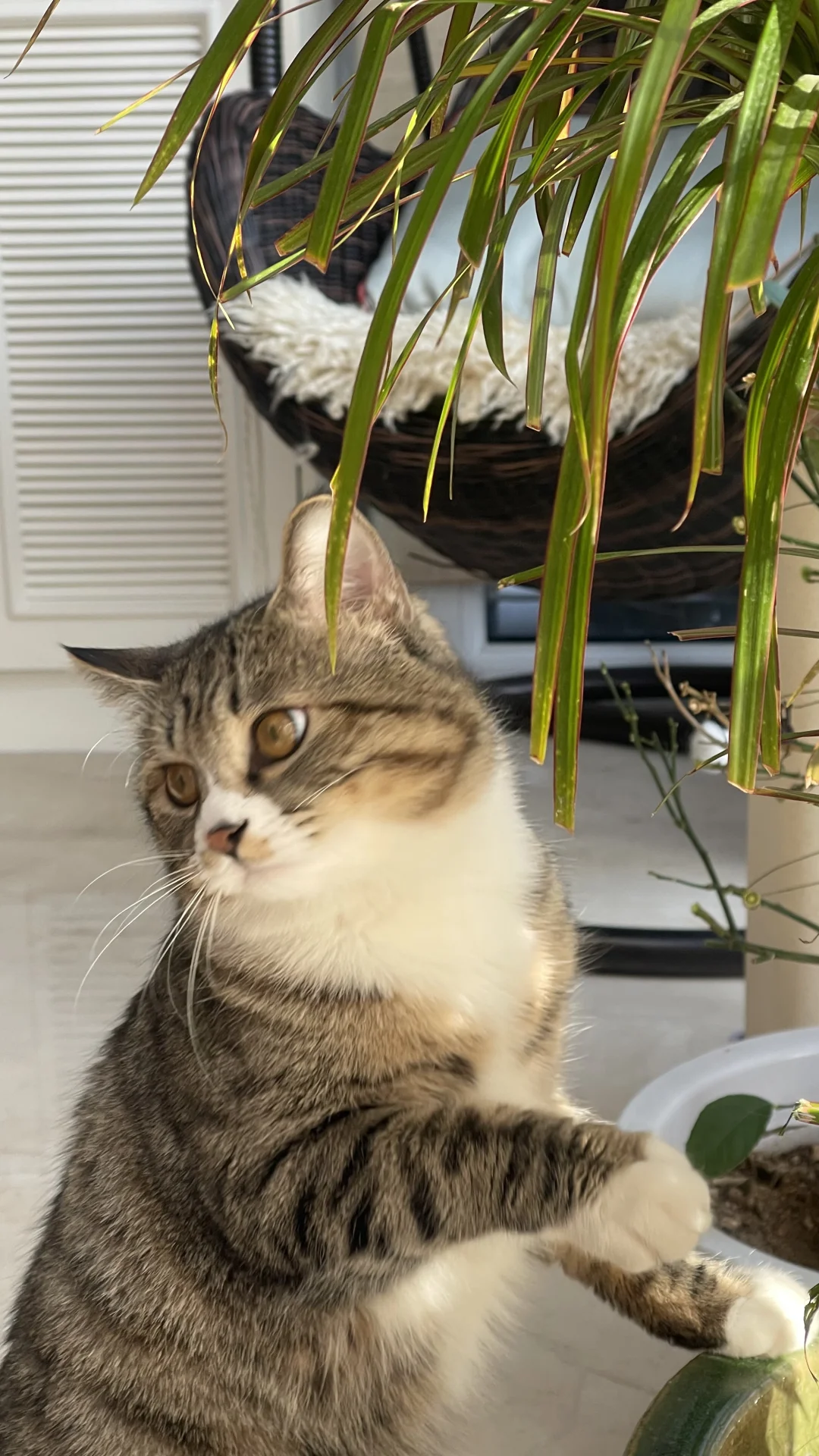 �������ǣ����ֽ�ס���Ⲩ����
