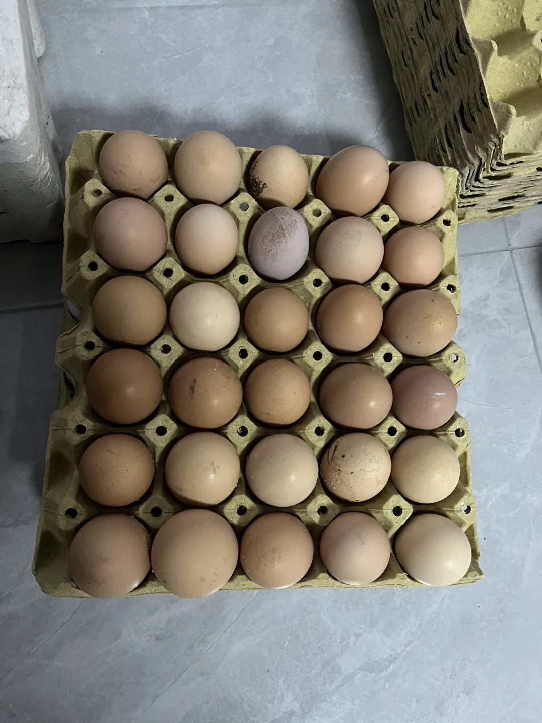 ԼҵĶ쵰