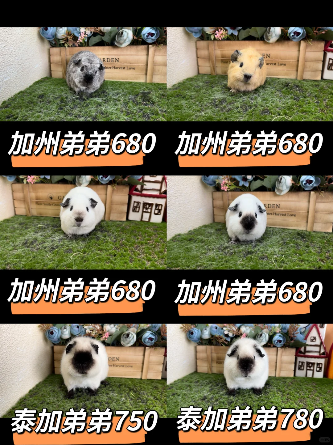 һҳ