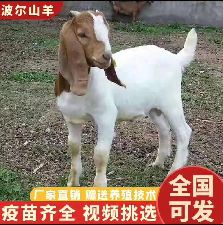 Կɳ