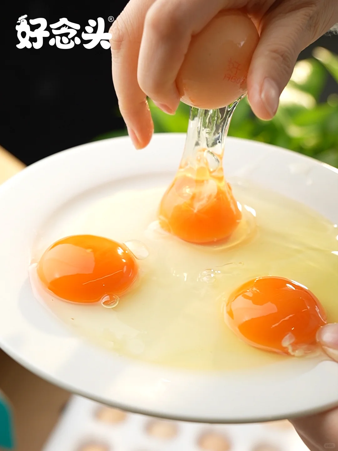 ˣʳڼļ۸ˣ