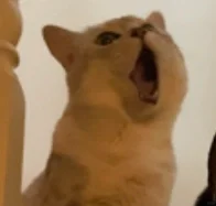 ѧУļ