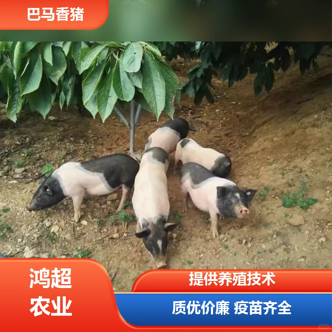 Сۼ۸ǰԤ