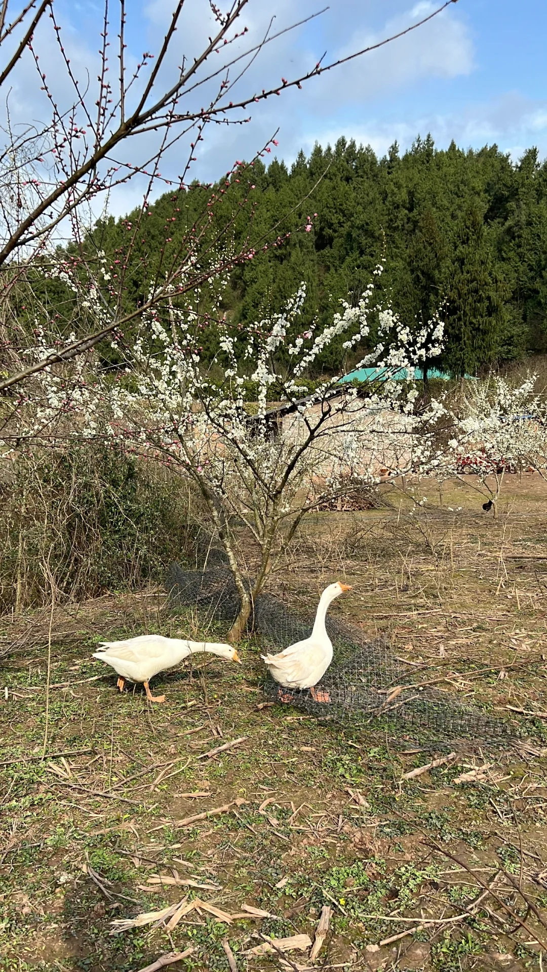 1200ֻ϶죬˵